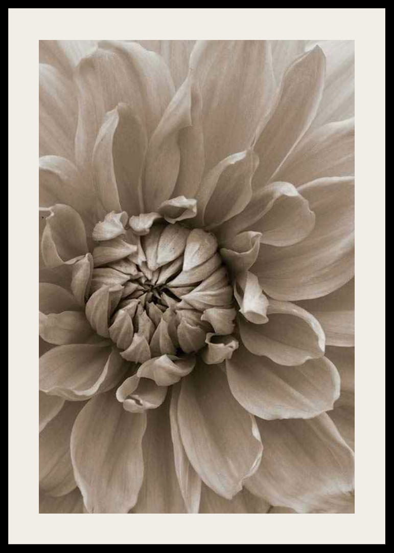 Close-up of dahlia flower in soft beige tones, photographic-12
