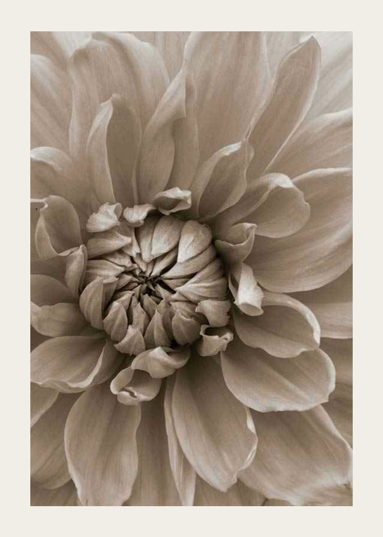 Närbild av dahliablomma i mjuka beige toner, fotografisk-12