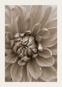 Close-up of dahlia flower in soft beige tones, photographic-3