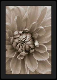 Close-up of dahlia flower in soft beige tones, photographic-4