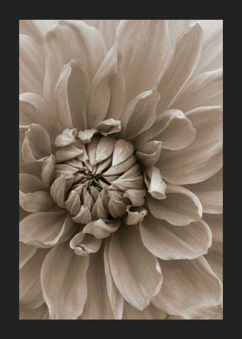 Närbild av dahliablomma i mjuka beige toner, fotografisk-12