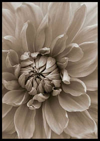 Autumn Dahlia-2