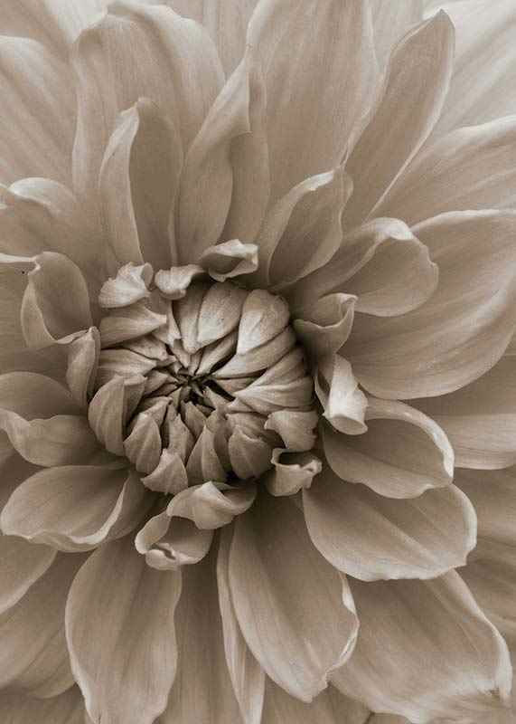 Närbild av dahliablomma i mjuka beige toner, fotografisk-12