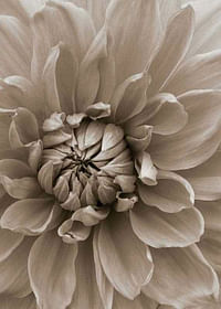 Autumn Dahlia-3