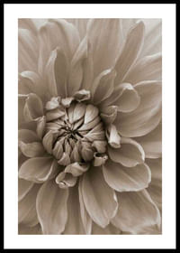 Autumn Dahlia-0