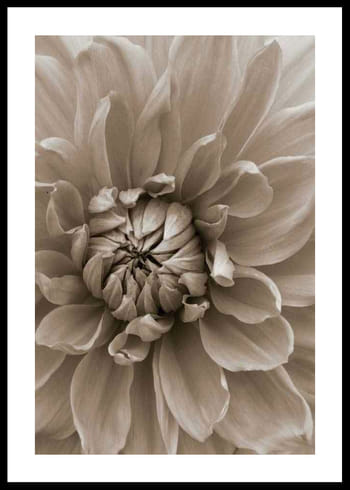 Poster Autumn Dahlia