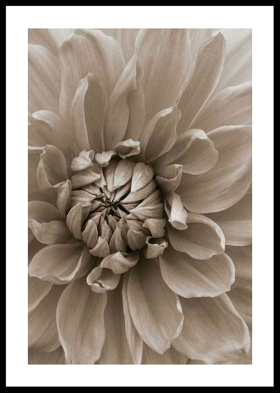 Autumn Dahlia-12