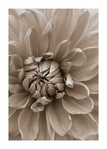 Poster Autumn Dahlia