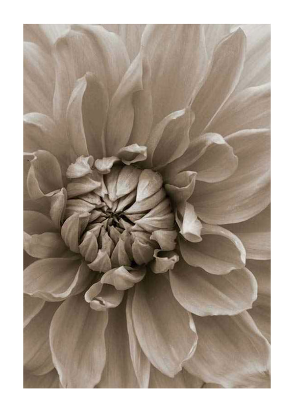 Plakāts Autumn Dahlia