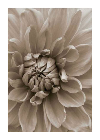 Poster Autumn Dahlia