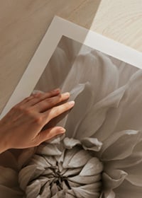 Närbild av dahliablomma i mjuka beige toner, fotografisk-9