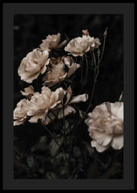 Rose bianche in primo piano su sfondo scuro, fotografico-0