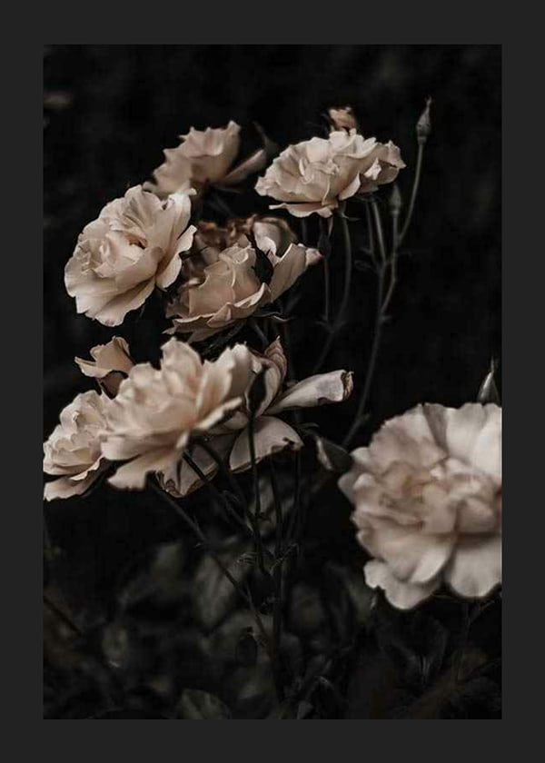 Plakāts Dark White Roses