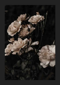 Rose bianche in primo piano su sfondo scuro, fotografico-1