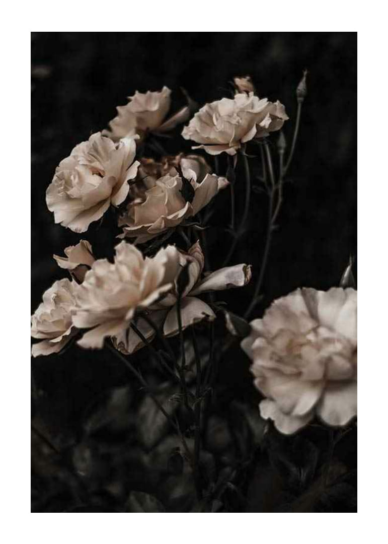 Rose bianche in primo piano su sfondo scuro, fotografico-12