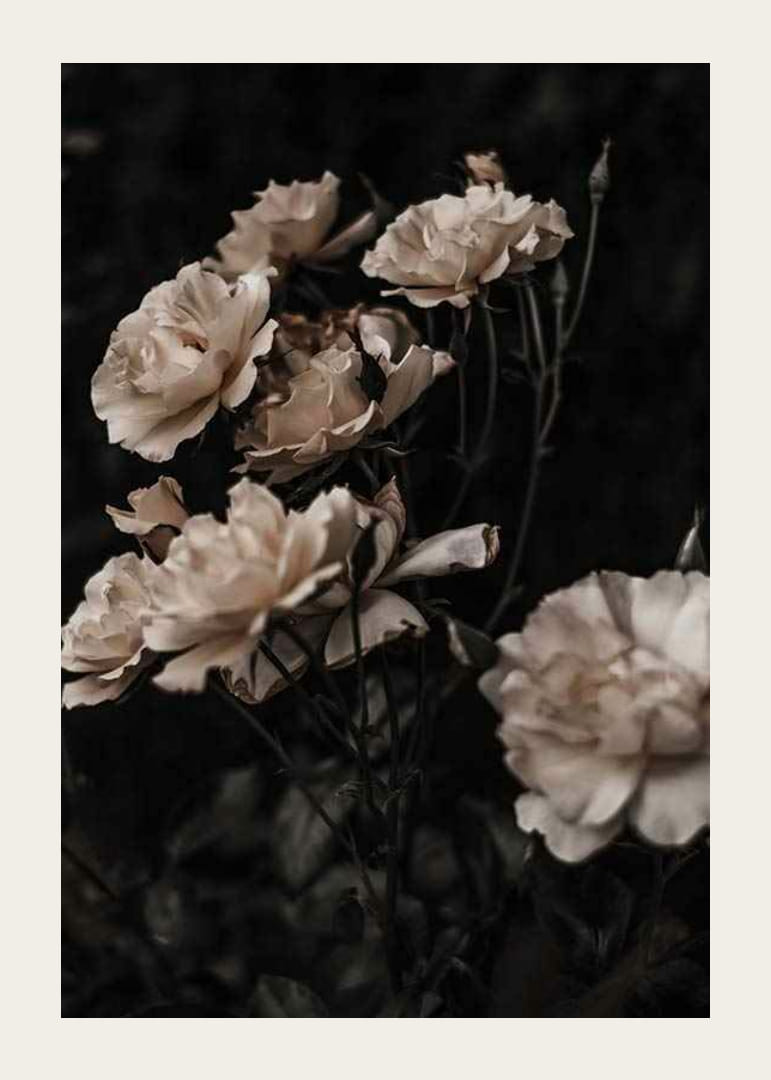 Rose bianche in primo piano su sfondo scuro, fotografico-12