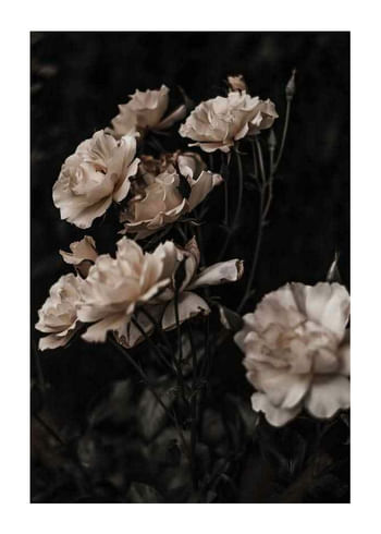 Plakat Dark White Roses
