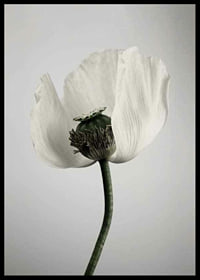 Photograph of white poppy flower against light gray background-6