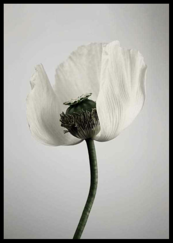 Photograph of white poppy flower against light gray background-12