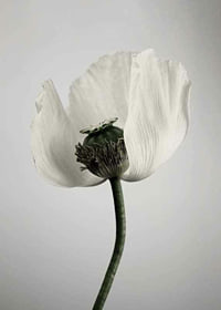 Photograph of white poppy flower against light gray background-7