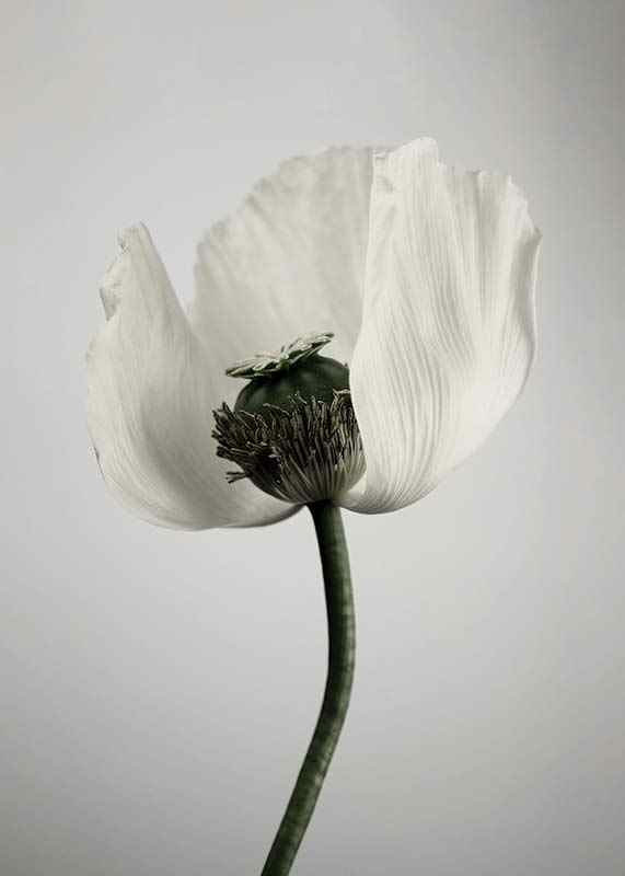 Photograph of white poppy flower against light gray background-12