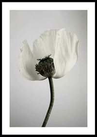 Photograph of white poppy flower against light gray background-0