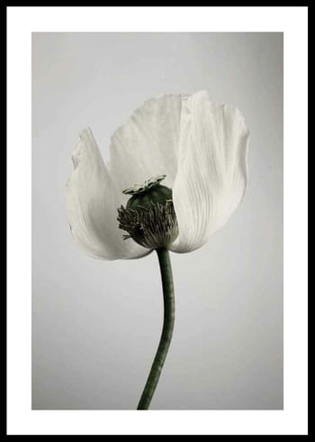 Poster White Poppy