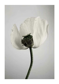 Photograph of white poppy flower against light gray background-1