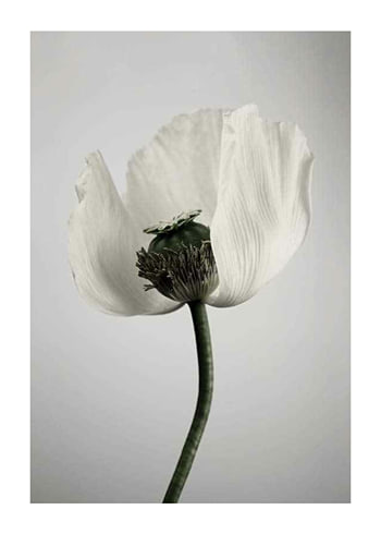 Poster White Poppy