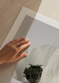 Photograph of white poppy flower against light gray background-9