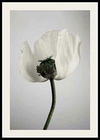 Photograph of white poppy flower against light gray background-2