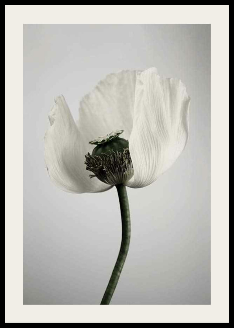 Photograph of white poppy flower against light gray background-12