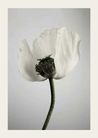 Photograph of white poppy flower against light gray background-3