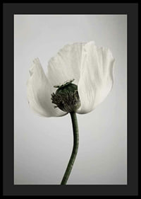 Photograph of white poppy flower against light gray background-4