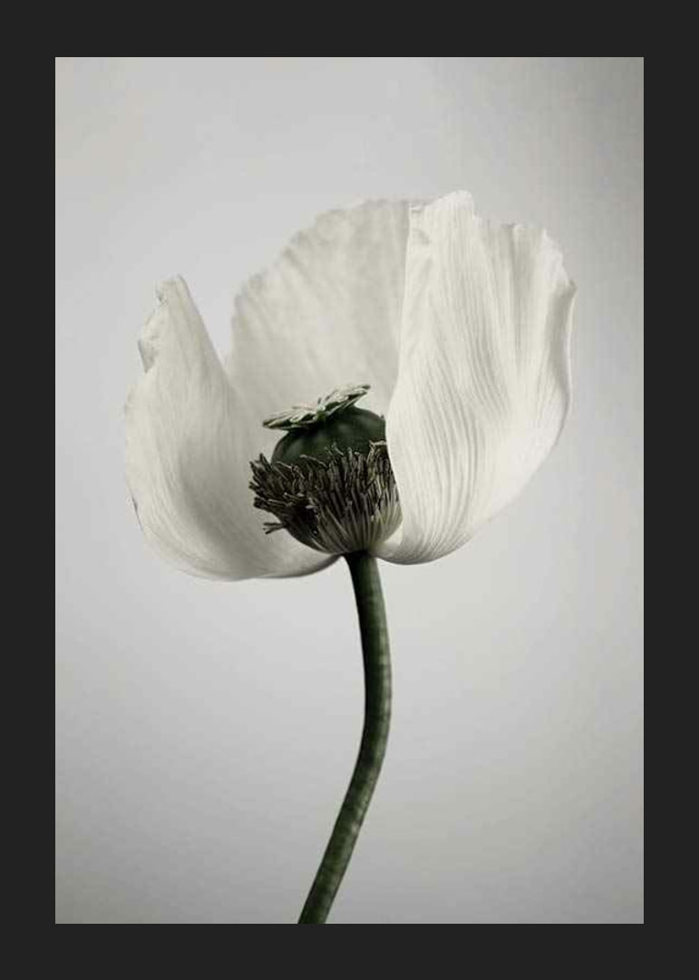 Photograph of white poppy flower against light gray background-12
