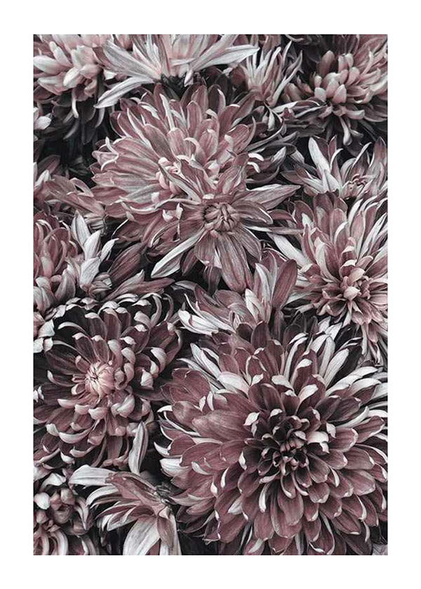 Plakāts Dahlias