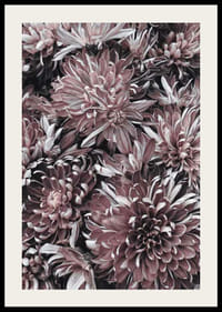 Close-up van dahlia's in gedempte paarse en rozebruine tinten-2