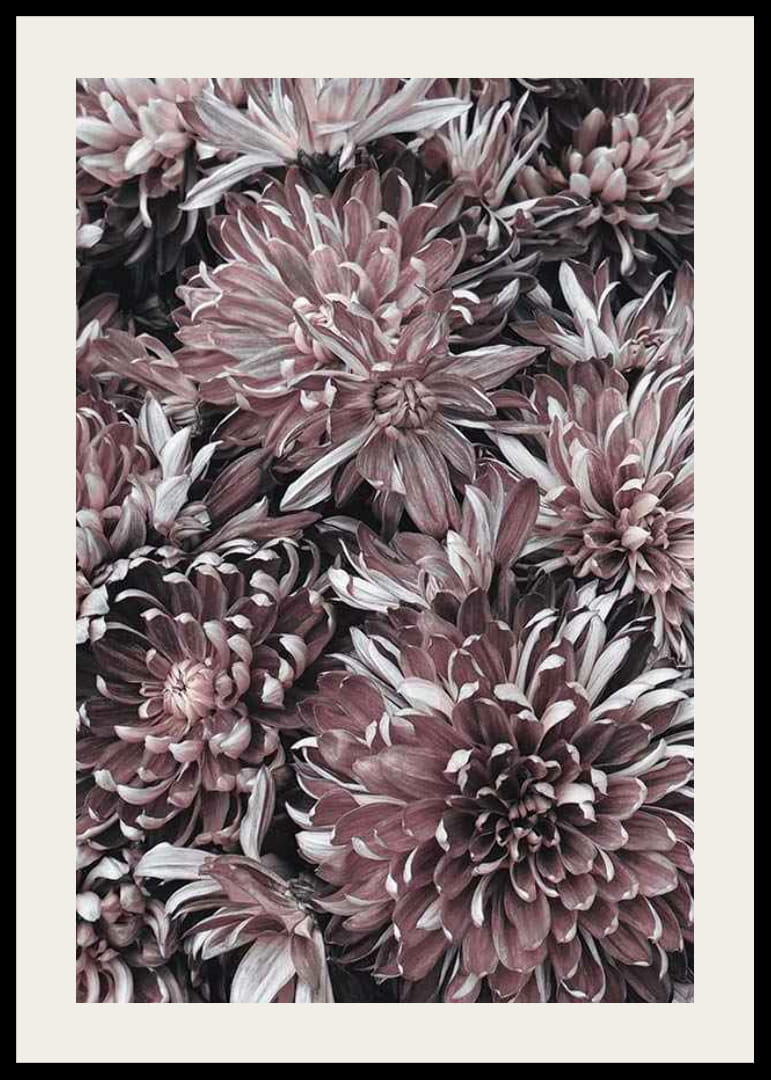 Close-up van dahlia's in gedempte paarse en rozebruine tinten-12