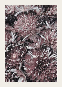 Close-up van dahlia's in gedempte paarse en rozebruine tinten-3