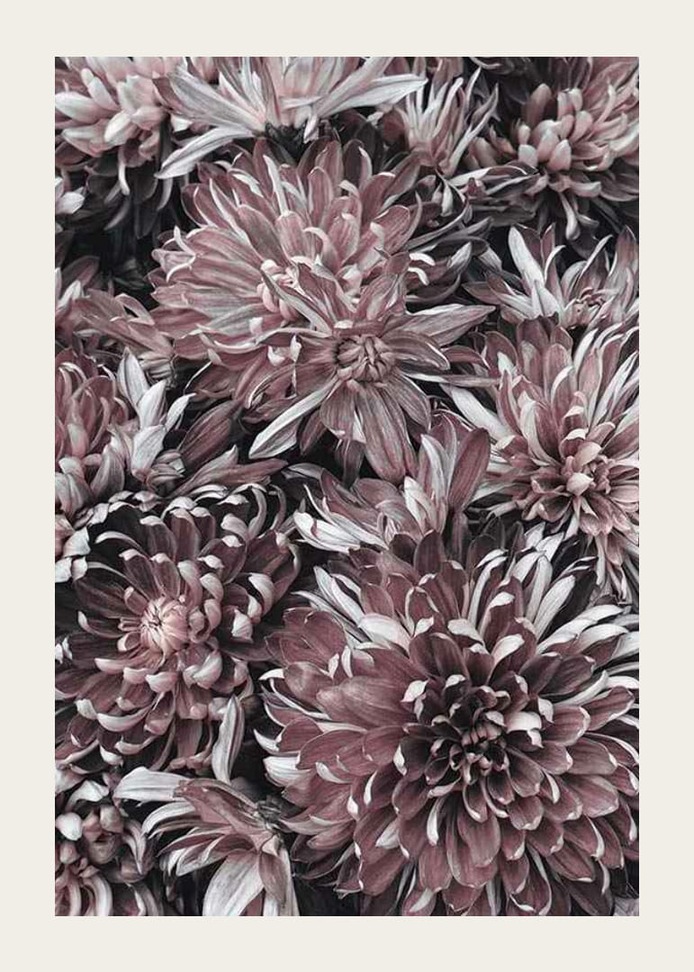 Close-up van dahlia's in gedempte paarse en rozebruine tinten-12