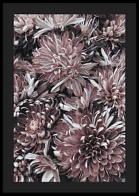 Close-up van dahlia's in gedempte paarse en rozebruine tinten-4