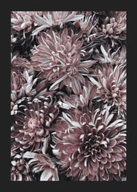 Close-up van dahlia's in gedempte paarse en rozebruine tinten-5