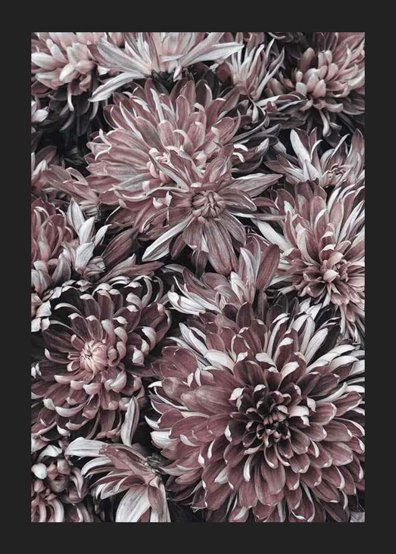 Close-up van dahlia's in gedempte paarse en rozebruine tinten-12