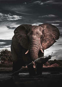 Photographic African elephant with large tusks by water-7