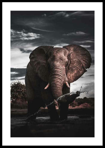 Poster African Elephant