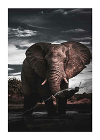 Photographic African elephant with large tusks by water-1