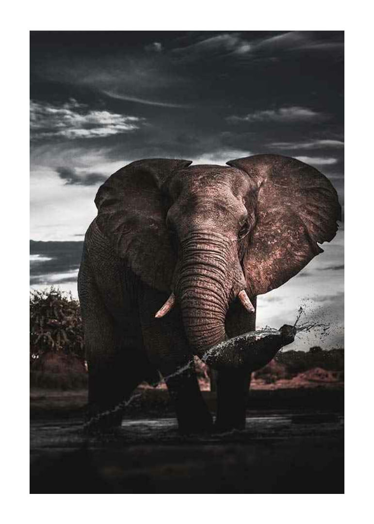 Photographic African elephant with large tusks by water-12