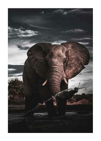 Affiche African Elephant