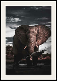 Fotograficzny słoń afrykański z dużymi kłami nad wodą-2