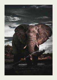 Fotograficzny słoń afrykański z dużymi kłami nad wodą-3